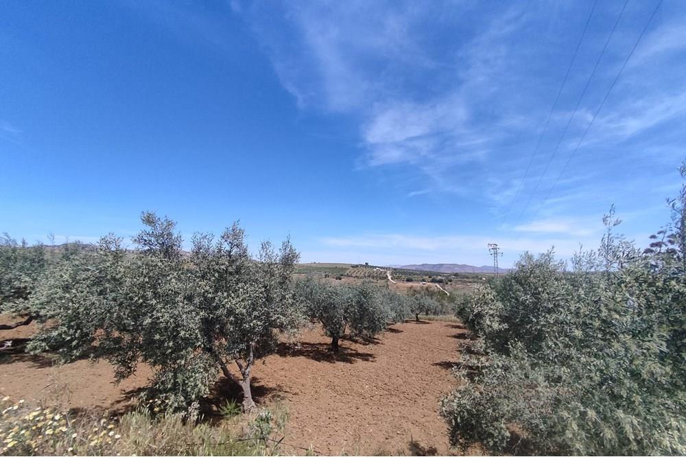 COIN | RUSTIC PROPERTY OF 38792 m2 WITH HOUSING AND PLANTATIONS OF ORANGE TREES, OLIVE TREES AND PECAN NUTS
